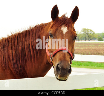 Un cavallo ritratto Foto Stock
