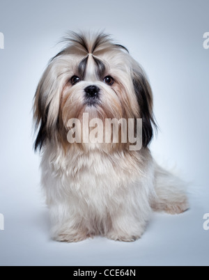 Shih tzu cane su sfondo grigio. Foto Stock