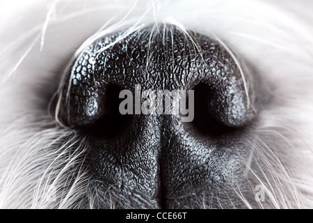 Shih tzu cane naso close-up. Foto Stock