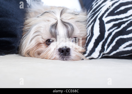 Shih tzu cane sul letto con cuscini. Foto Stock