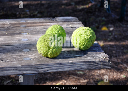 Osage orange (Maclura pomifera) AKA Hedge-apple, cavallo-apple, Bois d'arco, Bodark o Bodock, cresciuto in Texas e Arkansas, STATI UNITI D'AMERICA Foto Stock