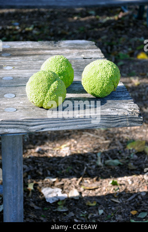 Osage orange (Maclura pomifera) AKA Hedge-apple, cavallo-apple, Bois d'arco, Bodark o Bodock, cresciuto in Texas e Arkansas, STATI UNITI D'AMERICA Foto Stock