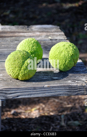 Osage orange (Maclura pomifera) AKA Hedge-apple, cavallo-apple, Bois d'arco, Bodark o Bodock, cresciuto in Texas e Arkansas, STATI UNITI D'AMERICA Foto Stock