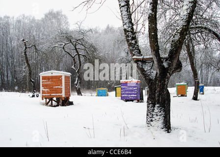 Alveari coprire la neve. Coloratissima casa ape tra l'inverno di meli. Foto Stock