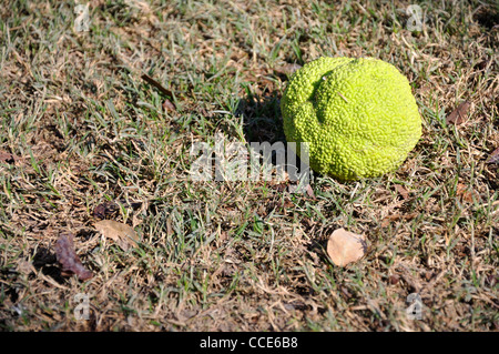 Osage orange (Maclura pomifera) AKA Hedge-apple, cavallo-apple, Bois d'arco, Bodark o Bodock, cresciuto in Texas e Arkansas, STATI UNITI D'AMERICA Foto Stock