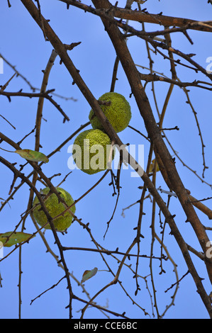 Osage orange (Maclura pomifera) AKA Hedge-apple, cavallo-apple, Bois d'arco, Bodark o Bodock, cresciuto in Texas e Arkansas, STATI UNITI D'AMERICA Foto Stock