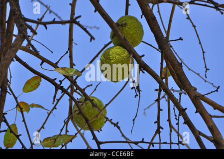 Osage orange (Maclura pomifera) AKA Hedge-apple, cavallo-apple, Bois d'arco, Bodark o Bodock, cresciuto in Texas e Arkansas, STATI UNITI D'AMERICA Foto Stock