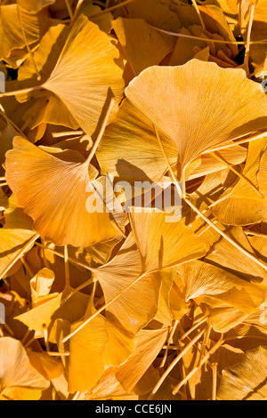 Giallo caduto foglie di Ginkgo biloba con il gelo. Foto Stock