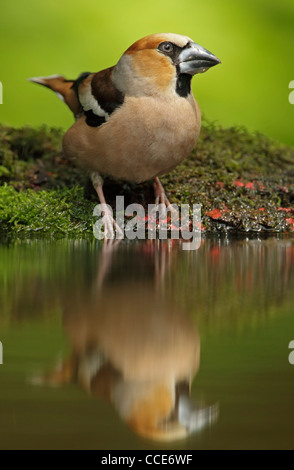 Hawfinch (Cocothraustes cocothraustes) maschio in piedi sulla banca di muschio di un piccolo bosco piscina con acqua sul suo becco Foto Stock