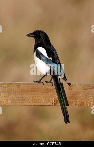 Gazza, Pica pica, singolo uccello sulla recinzione, Warwickshire, Gennaio 2012 Foto Stock