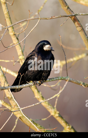 Rook, Corvus frugilegus, singolo uccello nella struttura ad albero, Warwickshire, Gennaio 2012 Foto Stock