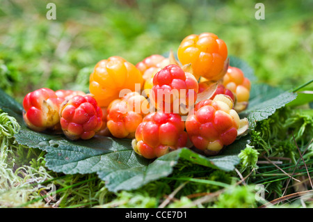 Cloudberry su un verde dello sfondo non focalizzato in legno. Freschi frutti selvatici Foto Stock