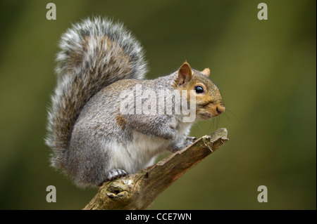 Scoiattolo grigio(Sciurus carolinensis) sat sulla fronda di un albero. Foto Stock