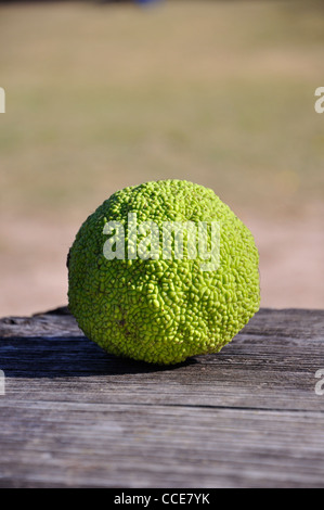 Osage orange (Maclura pomifera) AKA Hedge-apple, cavallo-apple, Bois d'arco, Bodark o Bodock, cresciuto in Texas e Arkansas, STATI UNITI D'AMERICA Foto Stock