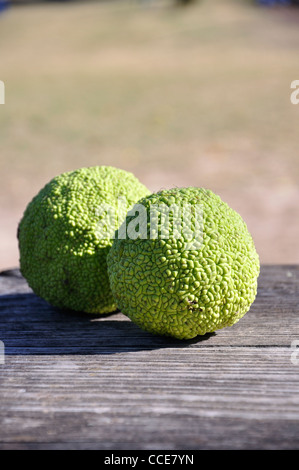 Osage orange (Maclura pomifera) AKA Hedge-apple, cavallo-apple, Bois d'arco, Bodark o Bodock, cresciuto in Texas e Arkansas, STATI UNITI D'AMERICA Foto Stock