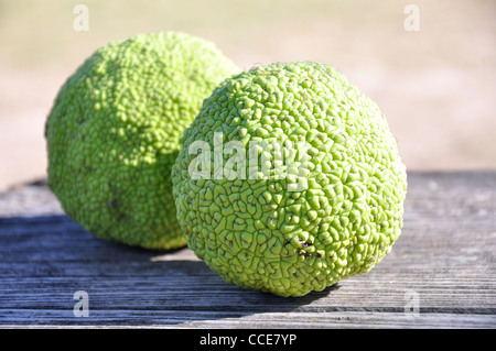 Osage orange (Maclura pomifera) AKA Hedge-apple, cavallo-apple, Bois d'arco, Bodark o Bodock, cresciuto in Texas e Arkansas, STATI UNITI D'AMERICA Foto Stock