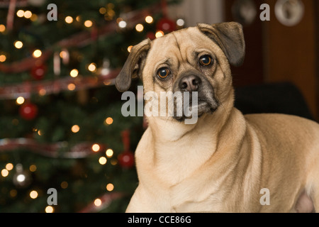 Cane curioso con albero di Natale in background. Foto Stock