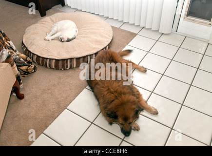 Gatto addormentato dorme sul letto di cani cane mentre dorme sul pavimento duro. vista dall'alto sopra il signor © Myrleen Pearson Foto Stock