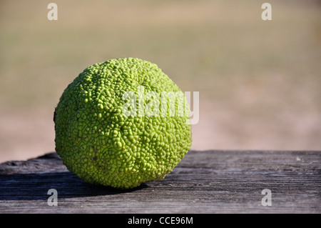 Osage orange (Maclura pomifera) AKA Hedge-apple, cavallo-apple, Bois d'arco, Bodark o Bodock, cresciuto in Texas e Arkansas, STATI UNITI D'AMERICA Foto Stock