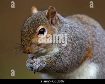 Close up di scoiattolo grigio di mangiare il dado