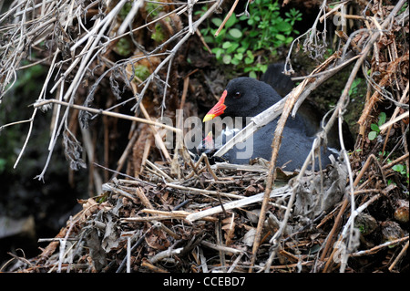 (Moorhen gallinula chloropus) Foto Stock