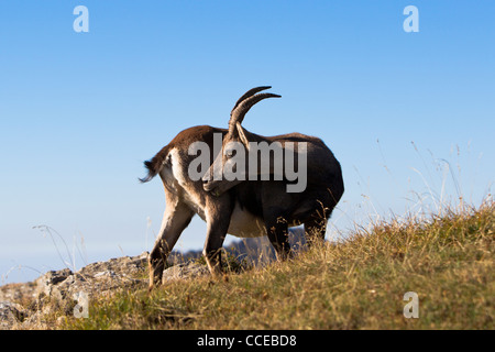 Alpine Ibex, Stambecco Capra ibex, Niederhorn, Schweiz, Svizzera, maschio, toelettatura Foto Stock