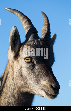 Alpine Ibex, Stambecco Capra ibex, Niederhorn, Schweiz, Svizzera, giovane maschio Foto Stock