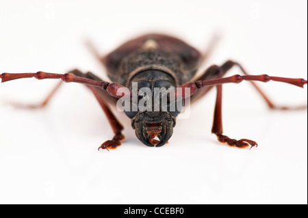 Dalle lunghe corna beetle su sfondo bianco Foto Stock