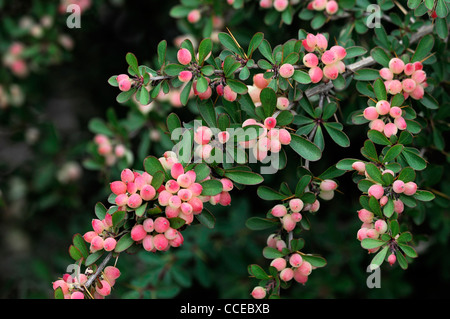 Berberis x stenophylla corallina compacta arancione di bacche rosse in autunno e inverno Compact coral crespino arbusti picchi acuminati coccolone Foto Stock