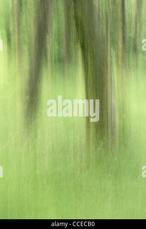 Intenzionale di movimento della telecamera rende astratta immagine di alberi in Glen Nevis, Scozia Foto Stock