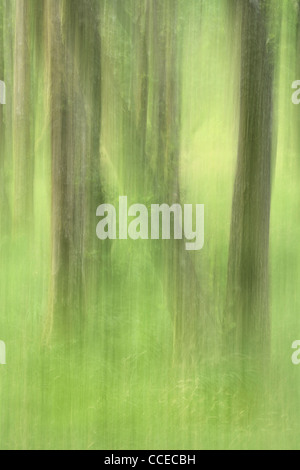 Intenzionale di movimento della telecamera rende astratta immagine di alberi in Glen Nevis, Scozia Foto Stock