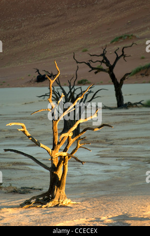 Una struttura ad albero camelthorn a Dead Vlei, Namibia, le catture gli ultimi raggi di sole della sera, mentre quelli dietro di esso sono già in ombra. Foto Stock