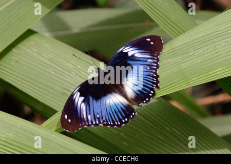 Diadema blu farfalla (Hypolimnas salmacis : Nymphalidae) maschio crogiolarsi nella foresta pluviale, Ghana. Foto Stock