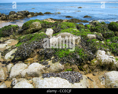 Un grande habitat di cozze alla costa del Pacifico Foto Stock