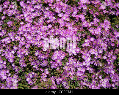 Un letto di Carpobrotus edulis presso la costa della California Foto Stock