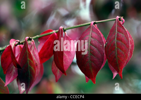 Euonymus elatus compacta autunno autunnale di primo piano di messa a fuoco selettiva verde rosa Arbusti decidui fogliame foglie rosso scuro viola Foto Stock