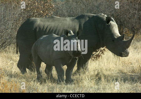 Una femmina di rinoceronte bianco, con i suoi figli, mantiene in allerta in vista di una luce fioca percepito ma chiaramente sentito e profumati pericolo. Foto Stock