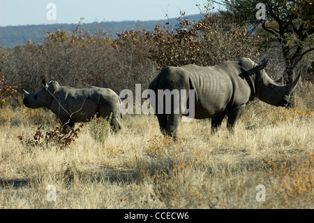 Una femmina di rinoceronte bianco, con i suoi figli, mantiene in allerta in vista di una luce fioca percepito ma chiaramente sentito e profumati pericolo. Foto Stock