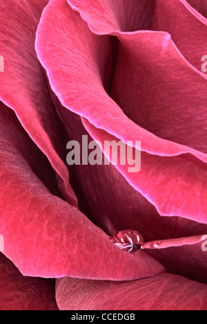 Una sola goccia di acqua si appoggia sui petali di una rosa rossa Foto Stock