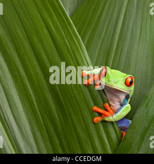 Con gli occhi rossi raganella, Agalichnis callidrias, nascondendo in foglia verde foresta pluviale sfondo Costa Rica simpatici animali tropicali Foto Stock