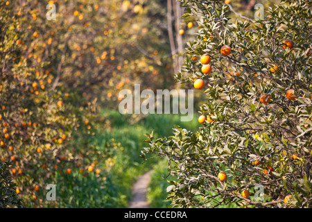 Aranceto nella provincia del Punjab, Pakistan Foto Stock