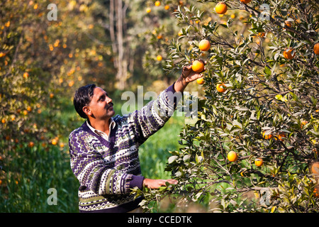 Raccolta di arance nella provincia del Punjab, Pakistan Foto Stock