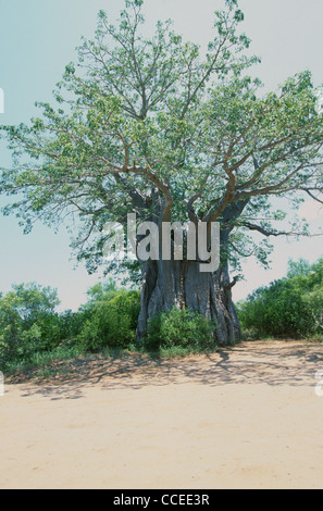 Molto vecchie grandi baobab, Adansonia digitata Foto Stock