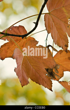 Autumn Leaf, Acero (Acer) Foto Stock