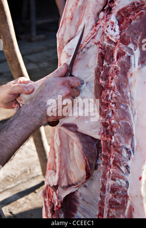 Butcher preparazione di carcasse di carne Foto Stock