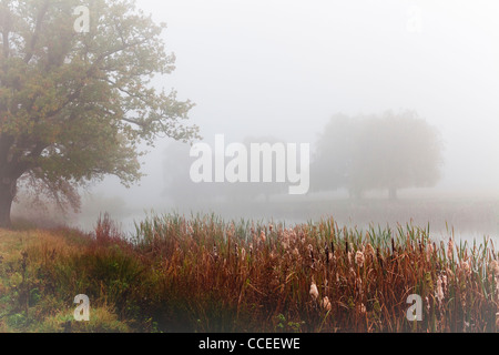 Pampa erbe accanto ad un laghetto nel Parco Home Aggiungi il colore e la consistenza di un muto, foggy immagine. Foto Stock