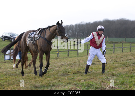 I cavalli purosangue presso le siepi Heythrop caccia da punto a punto di Equus caballus ferus Foto Stock