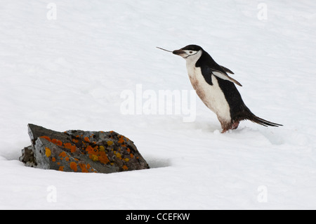 Pinguini Chinstrap portando un bastone di legno (Pygoscelis Antartide), Half Moon Island, a sud delle Isole Shetland Isola, Penisola Antartica Foto Stock