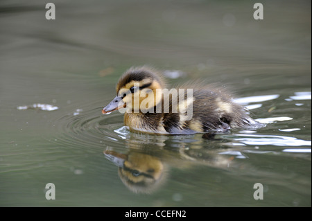 Mallard anatroccolo (Ano platyrhynchos) Foto Stock