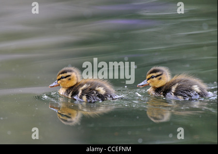 Mallard anatroccolo (Ano platyrhynchos) Foto Stock